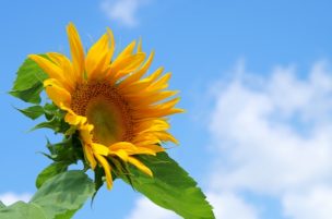 夏　剣道　グッズ
